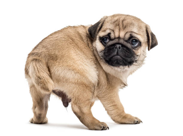 istock Pug puppy standing, looking backwards, isolated on white 859706856