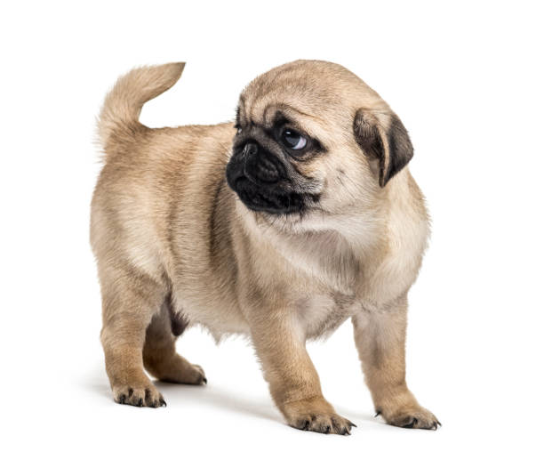 istock Pug puppy standing, looking backwards, isolated on white 859706898