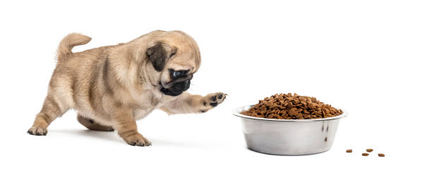 Pug puppy with a bowl of croquette, isolated on white Pug puppy with a bowl of croquette, isolated on white pug isolated stock pictures, royalty-free photos & images