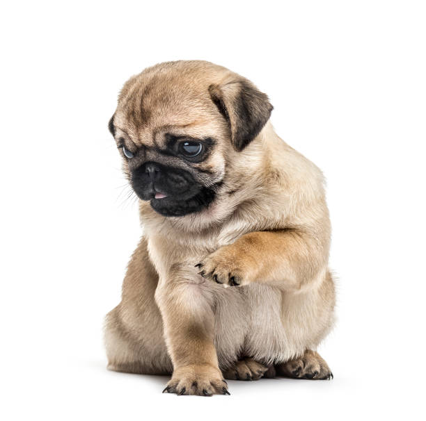 istock Pug puppy playing, isolated on white 859706960