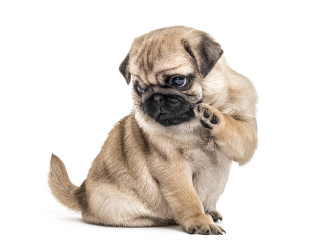 istock Pug puppy playing, isolated on white 859706986