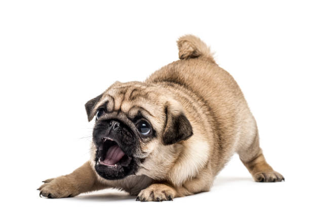 istock Pug puppy playing, isolated on white 859707114