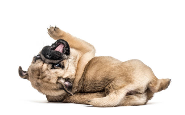 istock Pug puppy playing, isolated on white 859707188