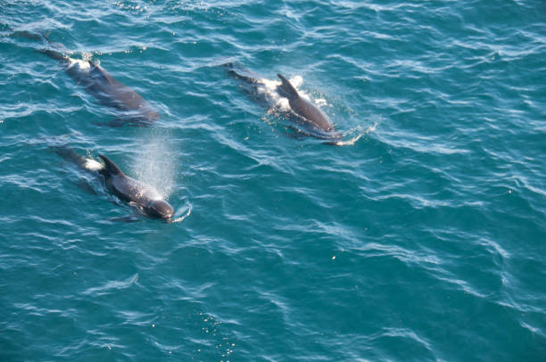 Long-finned Pilot Whales Encounter with long-finned pilot whales, enroute between the Ushuaia and the Falkland Islands. globicephala macrorhynchus stock pictures, royalty-free photos & images