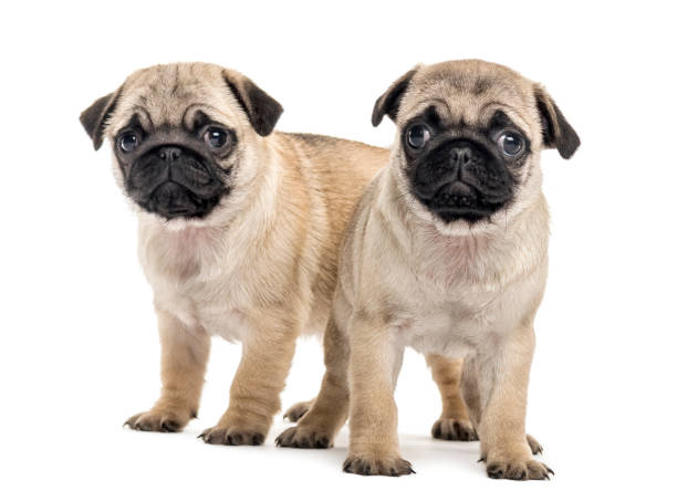 istock Pug puppies side by side, isolated on white 859707366