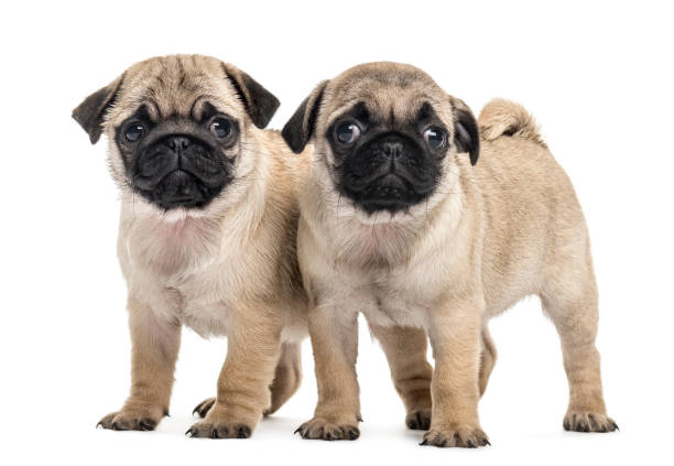 istock Pug puppies side by side, isolated on white 859707430