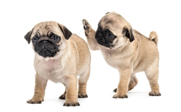 Pug puppies playing together, isolated on white