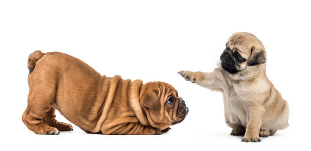 istock Pug and bulldog puppies playing, isolated on white 859707902