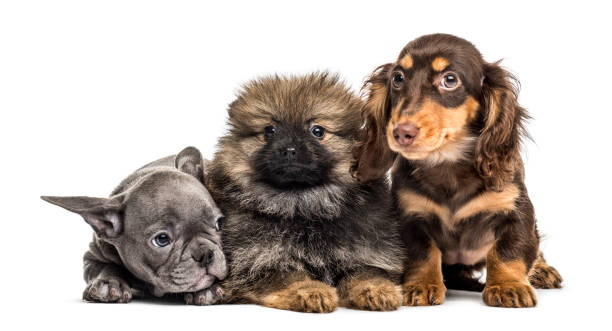 tre cuccioli fianco a fianco, isolati su bianco - keeshond foto e immagini stock