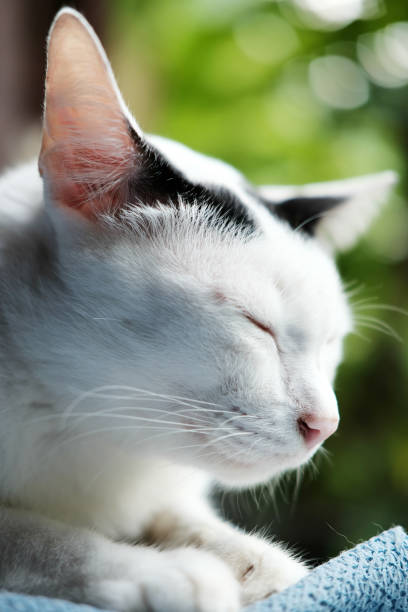 istock A cute black and white cat sitting on the window 859708104
