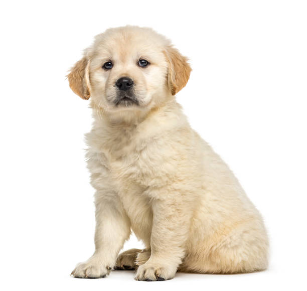 istock Retriever puppy sitting, isolated on white 859708190