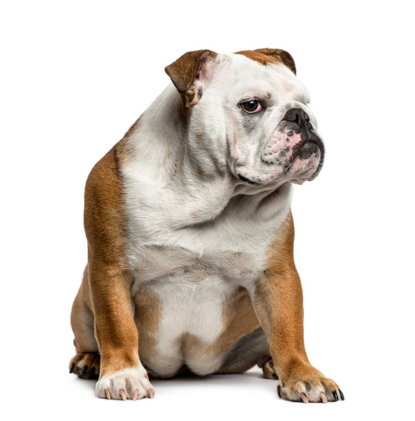 istock English Bulldog sitting, isolated on white 859708218