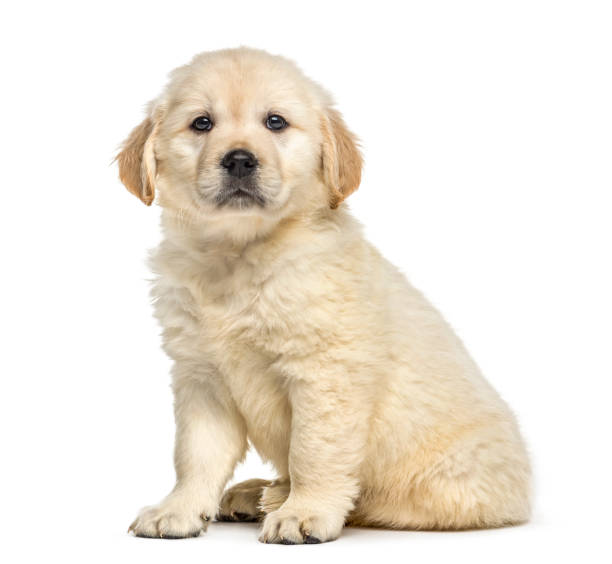 istock Retriever puppy sitting, isolated on white 859708288