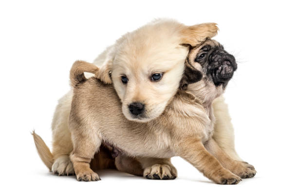 istock Retriever and pug puppies playing together, isolated on white 859708296