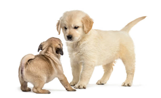 istock Retriever and pug puppies playing together, isolated on white 859710514