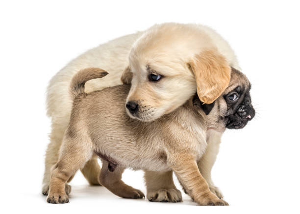 istock Retriever and pug puppies playing together, isolated on white 859710528