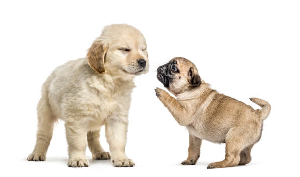 ретривер и мопс щенки играют вместе, изолированные на белом - golden retriever friendship white small стоковые фото и изображения