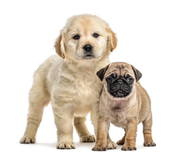 istock Retriever and pug puppies standing, isolated on white 859710828