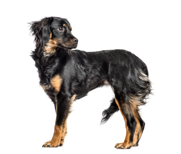 istock Close-up of a mixed-breed dog looking backwards, isolated on white 859710842