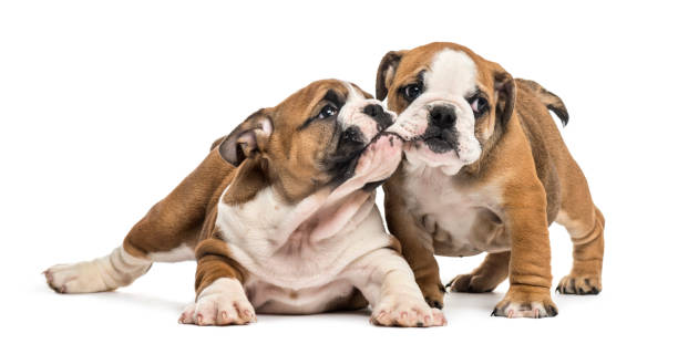 Bulldog puppies cuddling, isolated on white