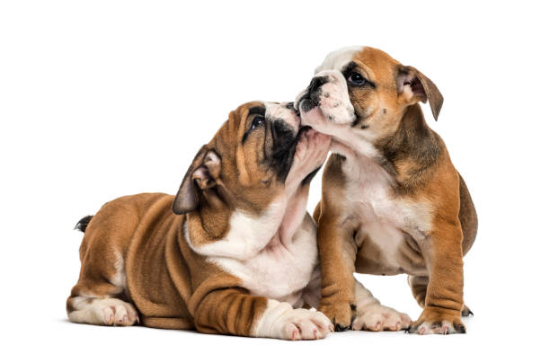 istock Bulldog puppies cuddling, isolated on white 859710868