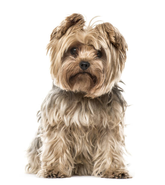 istock Yorkshire Terrier sitting, isolated on white 859710890