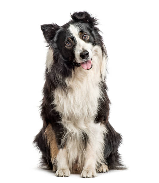 istock Border Collie sitting and panting, isolated on white 859711108