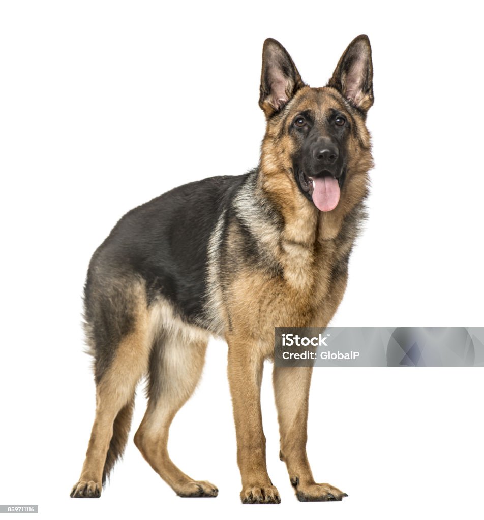 German Shepherd Dog standing and panting, isolated on white German Shepherd Stock Photo