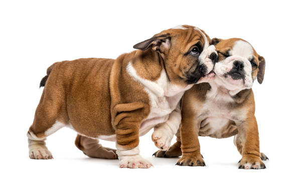 istock Bulldog puppies cuddling, isolated on white 859711120