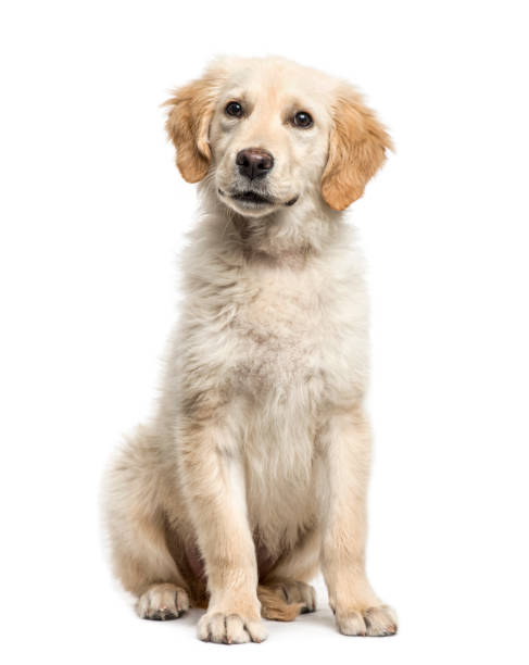 istock Golden Retriever sitting, isolated on white 859711470
