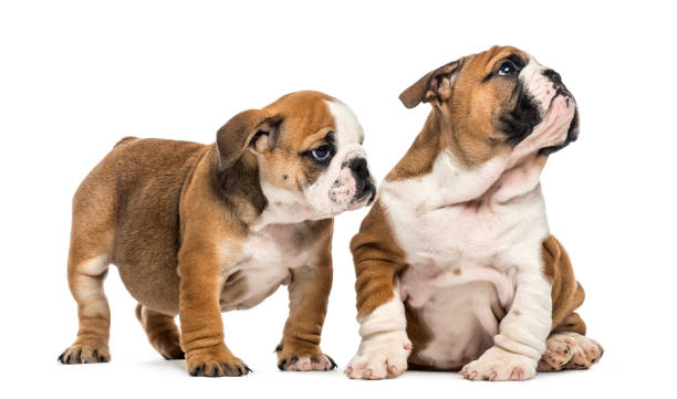 istock Bulldog puppies cuddling, isolated on white 859711492