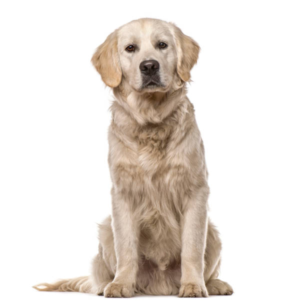istock Golden Retriever sitting, isolated on white 859711502