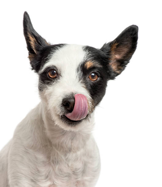 primo-up di un jack russell leccare il naso, isolato su bianco - licking foto e immagini stock