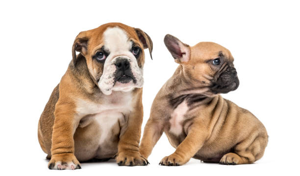 istock Bulldog puppies sitting, isolated on white 859712130