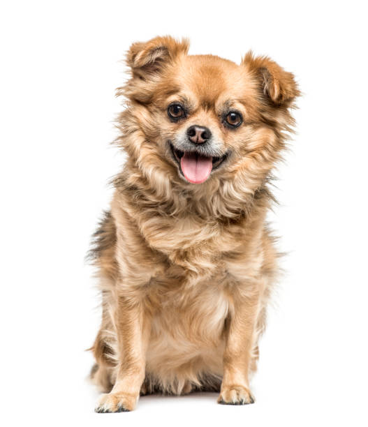 istock Chihuahua sitting and panting, isolated on white 859712274