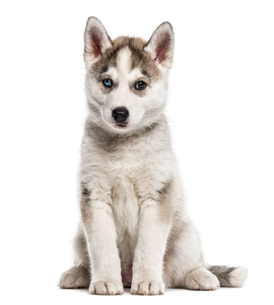 Siberian Husky puppy sitting, isolated on white Siberian Husky puppy sitting, isolated on white husky stock pictures, royalty-free photos & images