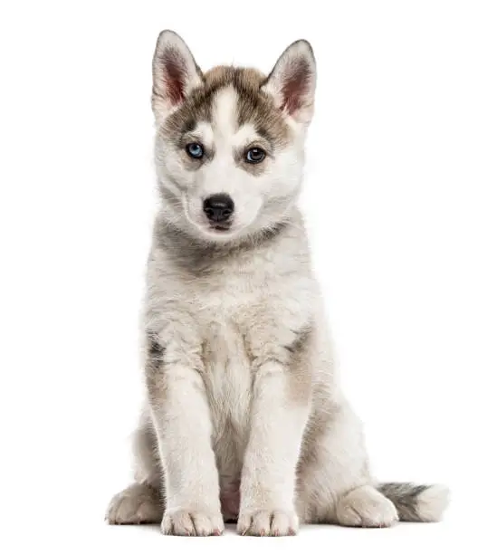 Photo of Siberian Husky puppy sitting, isolated on white