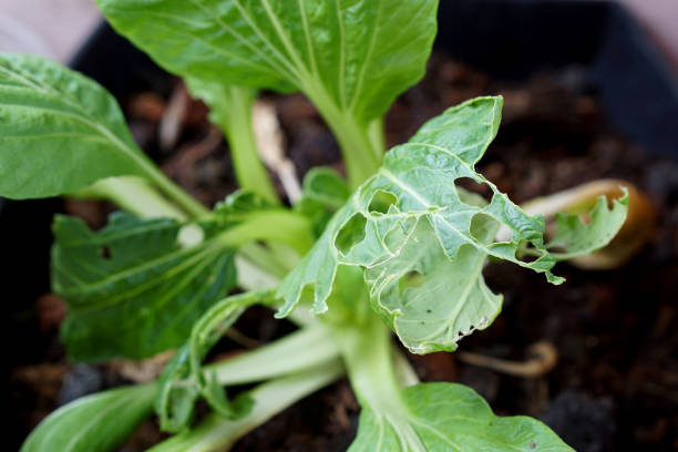 istock Close up leaf with pore characteristic cause from insect bite 859712398