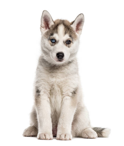 istock Siberian Husky puppy sitting, isolated on white 859712440