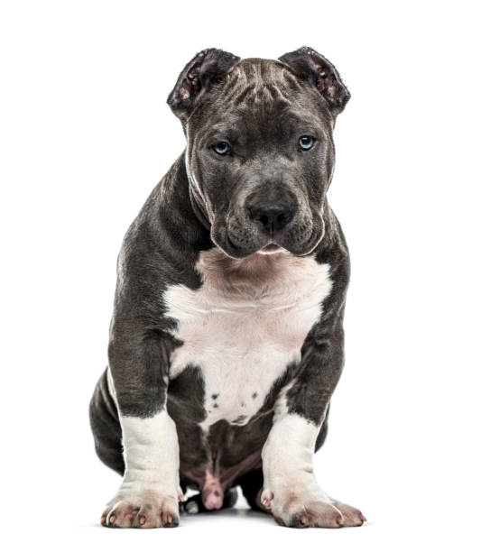 istock American Bully puppy sitting, isolated on white 859714722