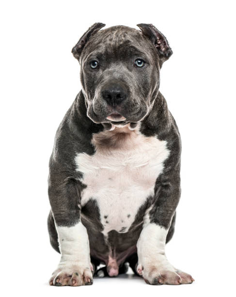 istock American Bully puppy sitting, isolated on white 859714912