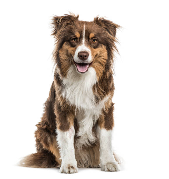 australian shepherd sitting and panting, isolated on white - australian shepherd imagens e fotografias de stock