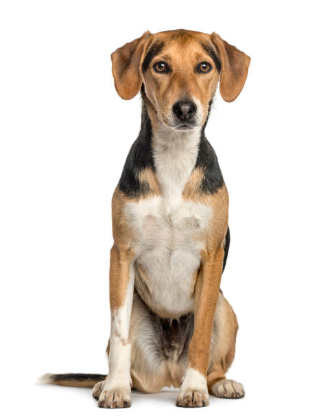 istock Crossbreed dog sitting, isolated on white 859715098
