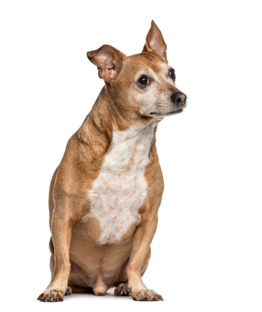 istock Crossbreed dog looking away, isolated on white 859715208