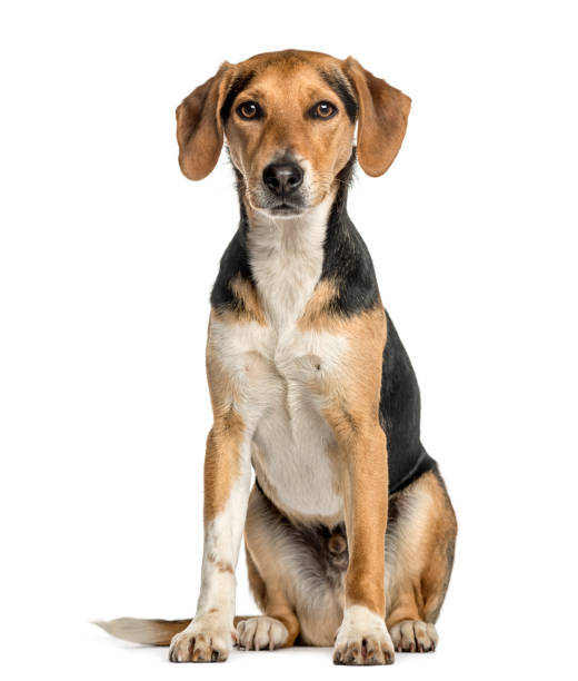 istock Crossbreed dog sitting, isolated on white 859715210