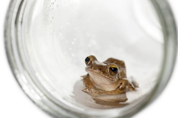 Toad floats in a pot with lotus leaves in the garden.