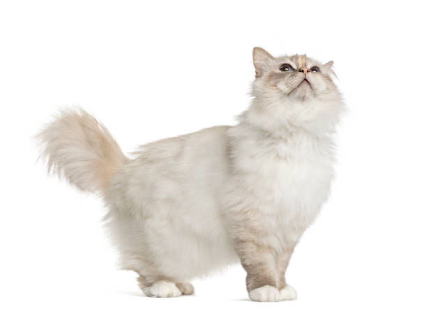 istock Birman standing and looking up, isolated on white 859715268