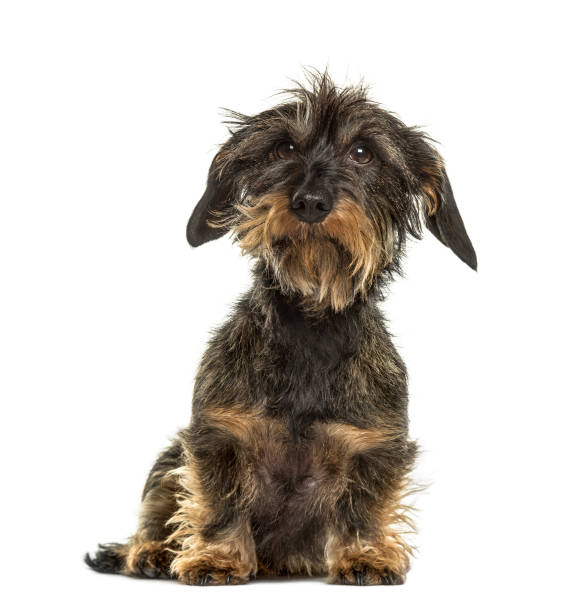 istock Dachshund sitting, isolated on white 859715290