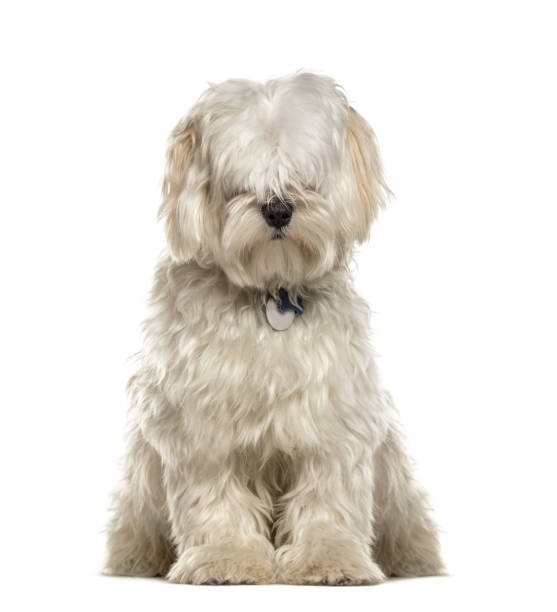 istock White bichon sitting, isolated on white 859715338