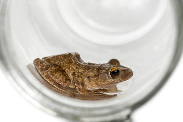 istock Common frog in a glass jar, isolated on white 859715340